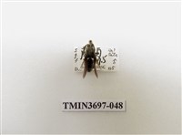 藏品(膜翅目(蜂))的圖片